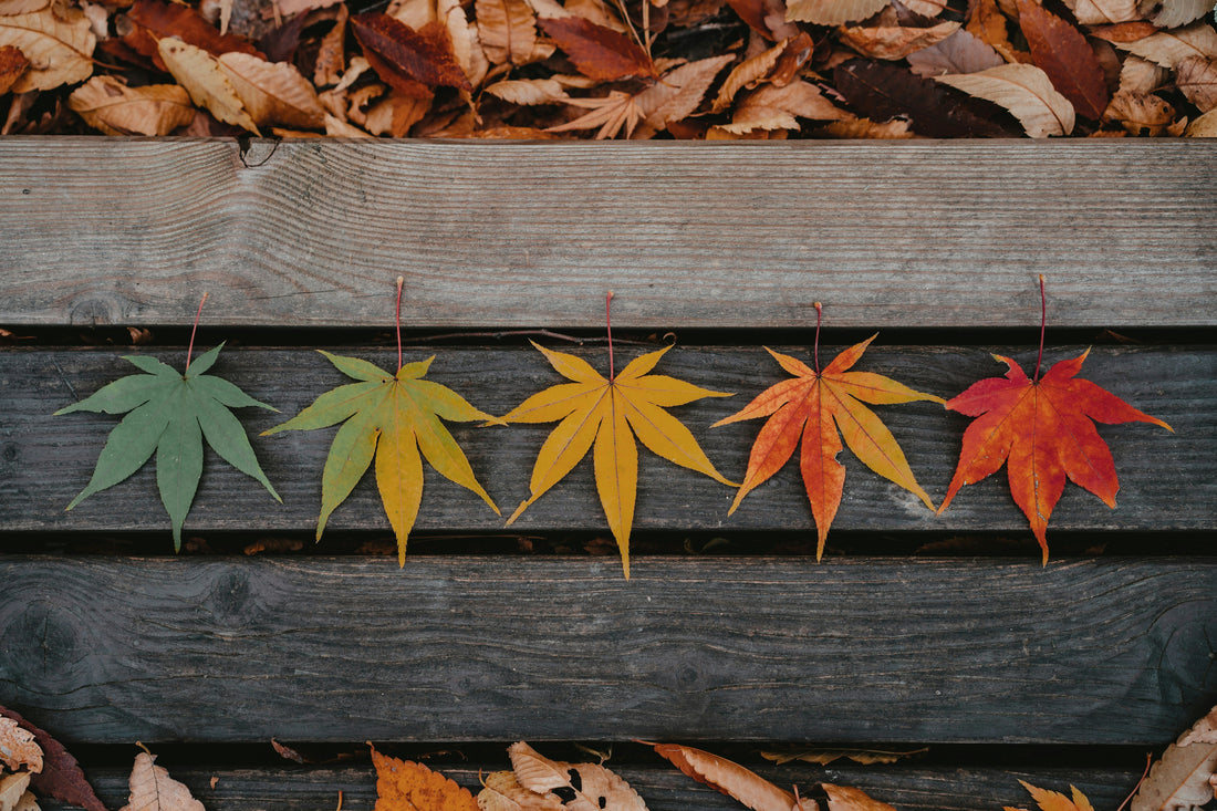 Cool Weather Pieces in Your Color Season